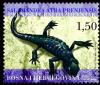 Colnect-536-023-Alpine-Salamander-Salamandra-atra-ssp-prenjensis.jpg