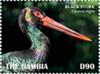 Colnect-5726-914-Black-Stork-Ciconia-nigra.jpg
