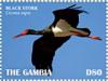 Colnect-5726-915-Black-Stork-Ciconia-nigra.jpg