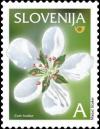 Colnect-705-813-Fruits-in-Slovenia---Pear-Blossom.jpg