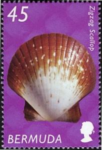 Colnect-2599-765-Zigzag-Scallop-Euvola-ziczac.jpg