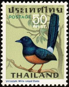 Colnect-2022-175-White-rumped-Shama-Copsychus-malabaricus.jpg