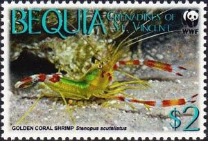 Colnect-1748-220-Golden-Coral-Shrimp-Stenopus-scutellatus.jpg