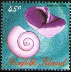 Colnect-2472-982-Common-Purple-Sea-Snail-Janthina-janthina.jpg