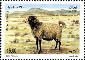 Colnect-5111-016-El-Hamra-Sheep-Ovis-ammon-aries.jpg