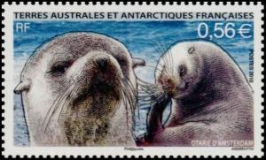 Colnect-889-515-Subantarctic-Fur-Seal-Arctocephalus-tropicalis.jpg
