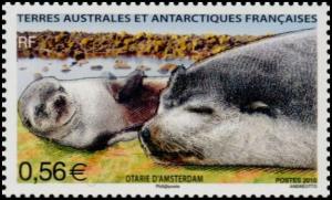 Colnect-889-516-Subantarctic-Fur-Seal-Arctocephalus-tropicalis.jpg