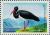Colnect-4118-014-Black-Stork-Ciconia-nigra.jpg