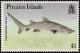 Colnect-3962-112-Sand-Tiger-Shark-Eugomphodus-taurus.jpg