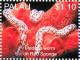 Colnect-4910-106-Medusa-worm-Synaptula-sp-on-Red-sponge.jpg