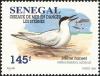 Colnect-2189-117-Gull-billed-Tern-Gelochelidon-nilotica.jpg