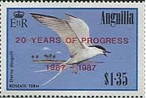 Colnect-1925-330-Roseate-Tern-Sterna-dougallii.jpg