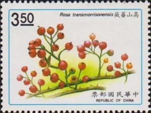 Colnect-3058-755-Rosa-transmorrisonensis.jpg