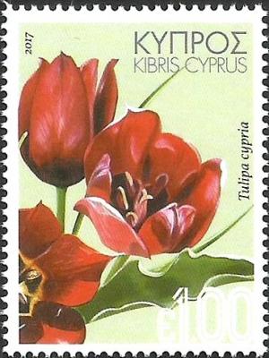 Colnect-3959-689-Tulipa-cypria.jpg