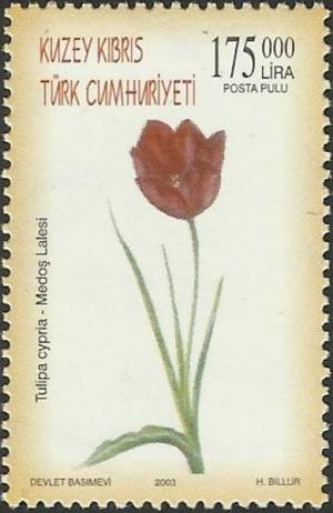 Colnect-4016-654-Tulipa-Cypria.jpg