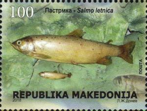 Colnect-5384-021-Ohrid-trout-Salmo-letnica.jpg