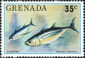 Colnect-5687-365-Blackfin-Tuna-Thunnus-atlanticus.jpg