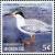 Colnect-5782-118-Common-Tern---Sterna-hirundo.jpg