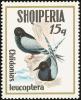 Colnect-1473-827-White-winged-Tern-Chlidonias-leucoptera.jpg