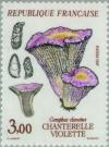 Colnect-145-772-Chanterelle-violette-Gomphus-Clavatus.jpg