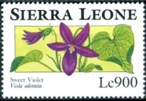 Colnect-4221-210-Sweet-Violet-Viola-odorata.jpg
