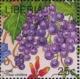 Colnect-4247-566-Grape-Vine-Vitis-vinifera.jpg