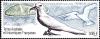 Colnect-5919-189-Common-White-Tern-Gygis-alba.jpg