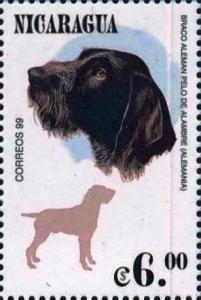 Colnect-6341-794-German-wired-haired-Pointer.jpg