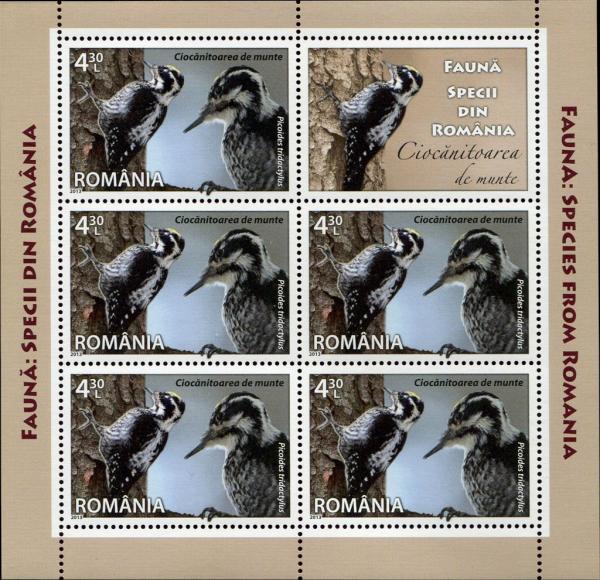 Colnect-4283-303-Eurasian-Three-toed-Woodpecker-Picoides-tridactylus-MS.jpg