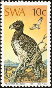 Martial-Eagle-nbsp--nbsp--nbsp--nbsp-Polemaetus-bellicosus.jpg