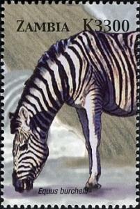 Colnect-3051-631-Plains-Zebra-Equus-burchelli.jpg