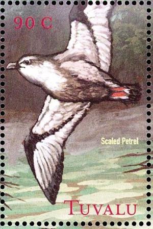 Colnect-4008-318-Mottled-Petrel%C2%A0%C2%A0%C2%A0%C2%A0Pterodroma-inexpectata.jpg